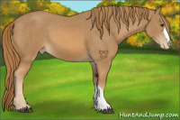 Horse Color:Chestnut Appaloosa 