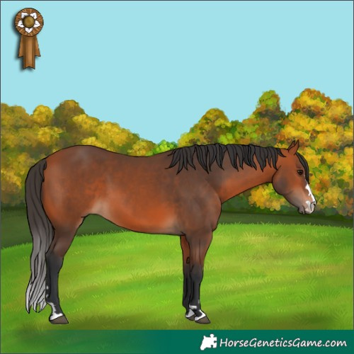 Horse Color:Bay 
