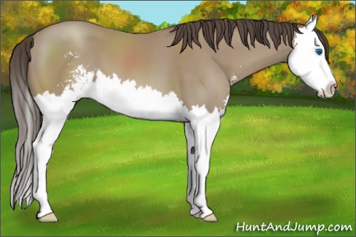 Horse Color:Classic Champagne Sabino Splash 