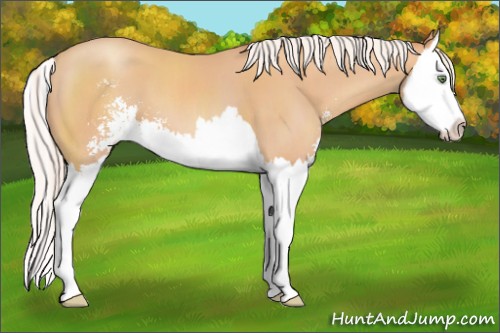 Horse Color:Silver Amber Champagne Sabino Splash 