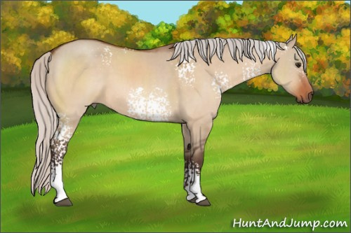 Horse Color:White Spotted Silver Brown Dun 
