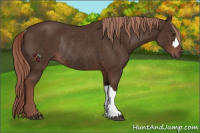 Horse Color:Liver Chestnut Rabicano 