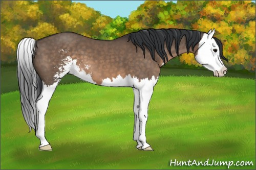 Horse Color:Brown Dun Sabino Splash 