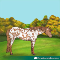 Horse Color:Chestnut Appaloosa 