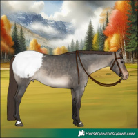 Horse Color:Brown Dun Snowcap 