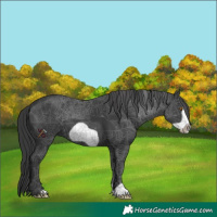 Horse Color:Black Frame 