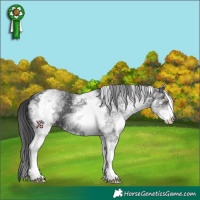 Horse Color:White Spotted Black 