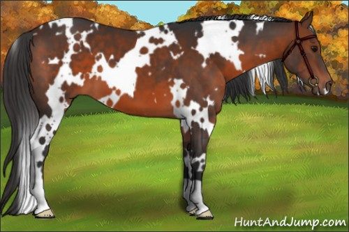 Horse Color:White Spotted Brown 