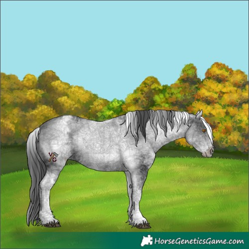 Horse Color:White Spotted Black