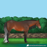 Horse Color:Brown 