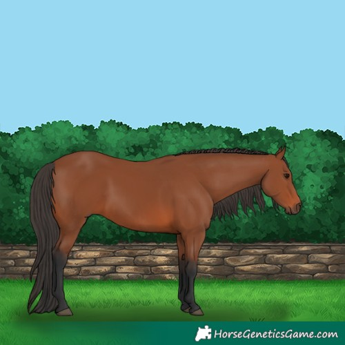 Horse Color:Bay 
