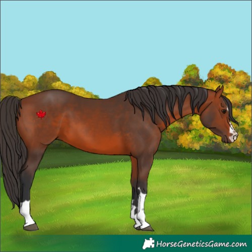 Horse Color:Bay 