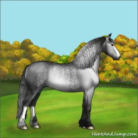 Horse Color:Gray Black Rabicano 