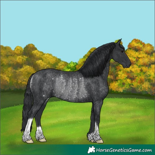 Horse Color:Black Rabicano 