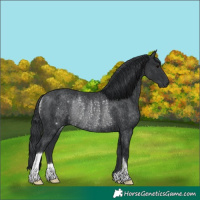 Horse Color:Black Rabicano 