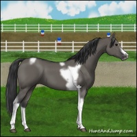 Horse Color:Grullo Splash Tobiano Frame 