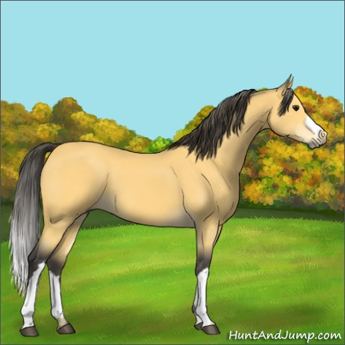 Horse Color:Buckskin 