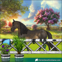 Horse Color:Buckskin 