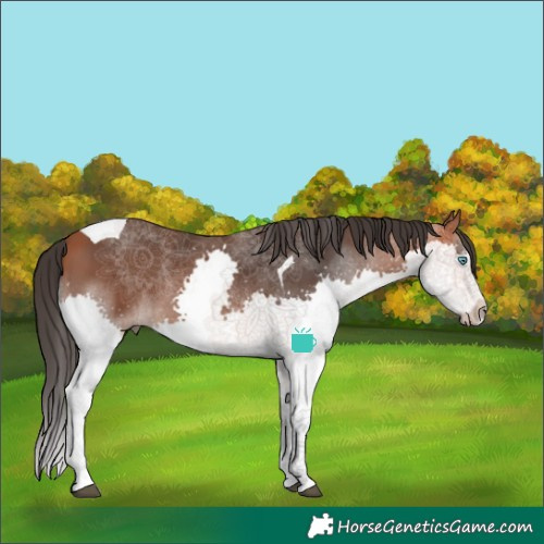 Horse Color:Bay Splash Tobiano 