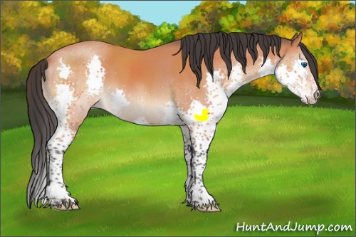 Horse Color:Bay Splash Rabicano 