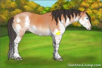 Horse Color:Bay Splash Rabicano 