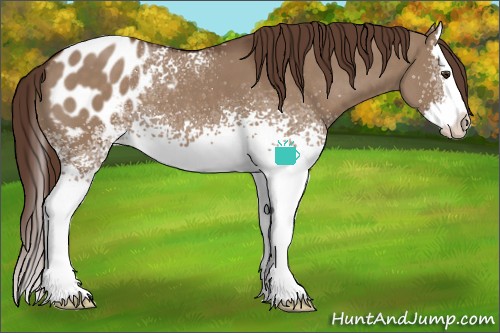Horse Color:White Spotted Liver Red Dun Splash Appaloosa
