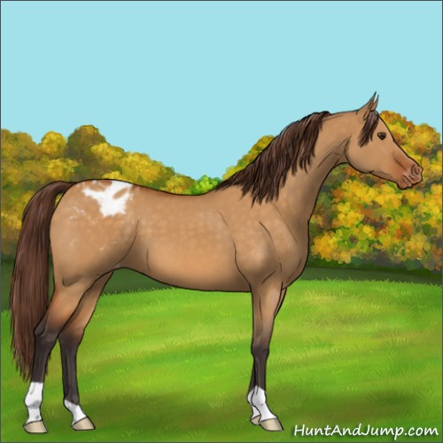Horse Color:Buckskin Dun Appaloosa 