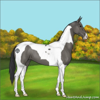 Horse Color:Grullo Tobiano
