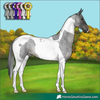 Horse Color:Blue Roan Tobiano 