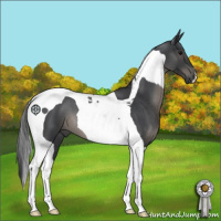 Horse Color:Blue Roan Tobiano
