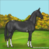 Horse Color:Black Tobiano Rabicano 