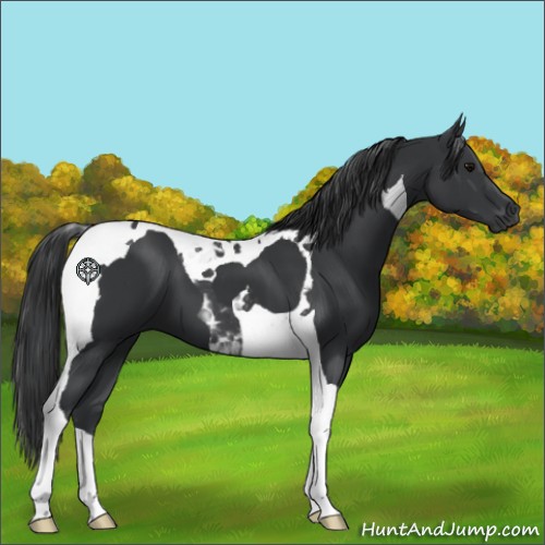 Horse Color:Black Tobiano 