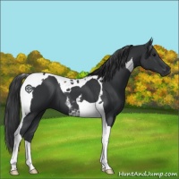 Horse Color:Black Tobiano