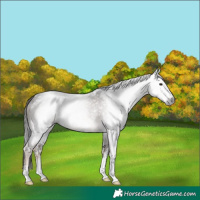 Horse Color:Gray Liver Chestnut Sabino 