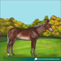 Horse Color:Silver Bay 