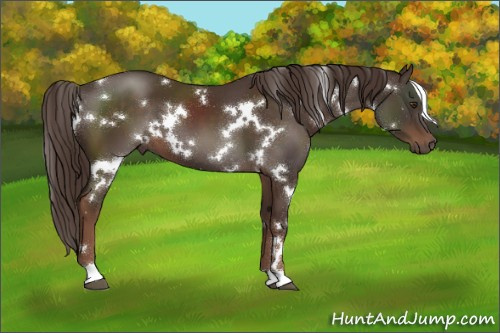 Horse Color:White Spotted Liver Chestnut 