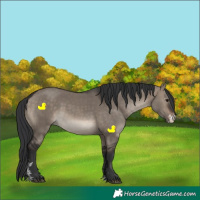 Horse Color:Brown Dun Sabino 
