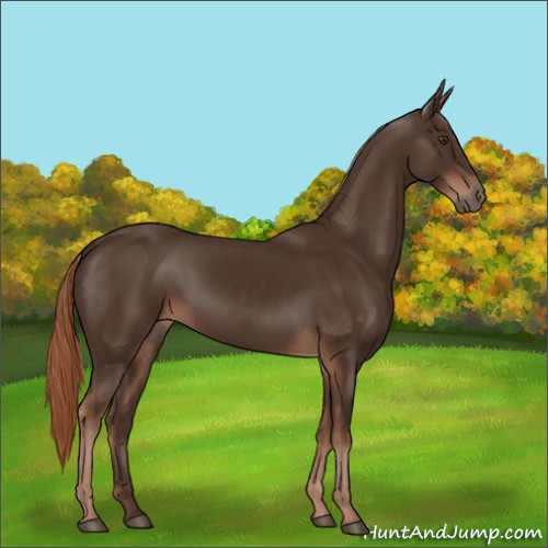 Horse Color:Liver Chestnut Rabicano