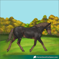 Horse Color:Liver Chestnut Rabicano 