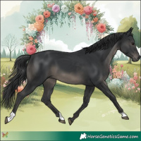 Horse Color:Black 