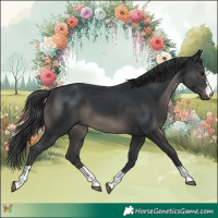 Horse Color:Black 