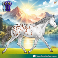 Horse Color:White Spotted Bay Appaloosa 