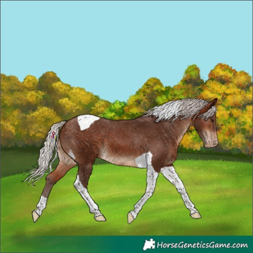Horse Color:Silver Bay Tobiano Snowcap