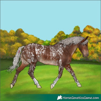 Horse Color:Silver Brown Tobiano Appaloosa Rabicano and Silver Brown Tobiano