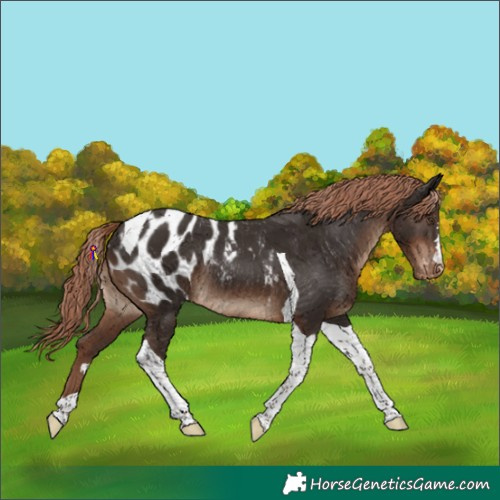 Horse Color:Liver Chestnut Tobiano Appaloosa Rabicano