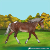 Horse Color:Silver Bay Tobiano Blanket 