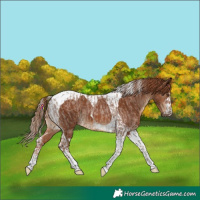 Horse Color:Red Roan Tobiano  and Chestnut Tobiano 