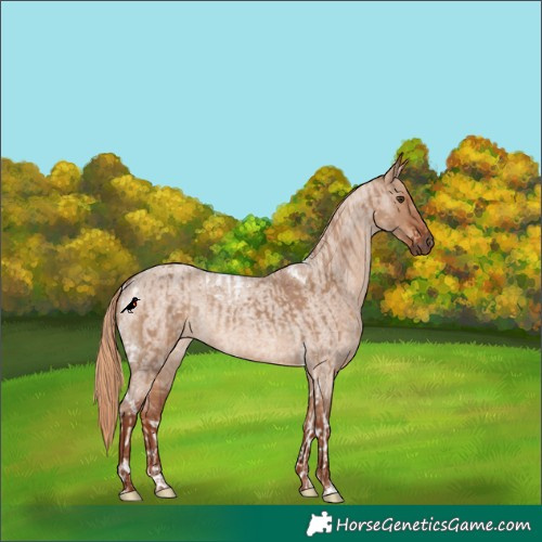 Horse Color:Red Dun Tobiano Rabicano and Red Dun Roan Rabicano