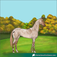 Horse Color:Red Dun Tobiano Rabicano and Red Dun Roan Rabicano
