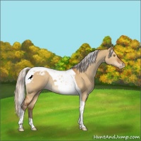 Horse Color:Silver Buckskin Dun Tobiano Appaloosa Rabicano 